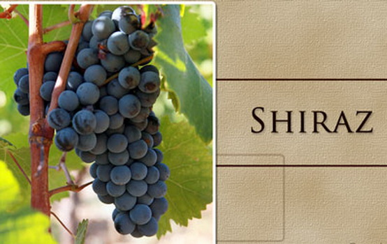 450-155321145-syrah-grapes