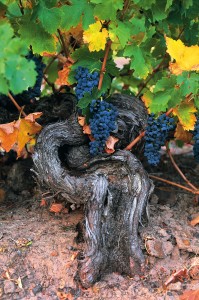 Penfolds Block 42 Vines