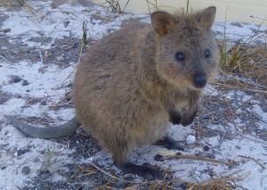 Quokka เจ้าถิ่นตัวจริง
