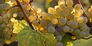 องุ่น Riesling ของ Wittmann