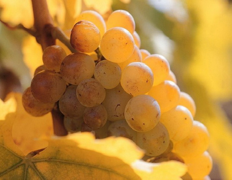 องุ่น Furmint ที่ใช้ทำไวน์ Tokaj