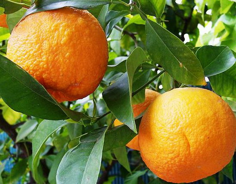 Larahas Orange