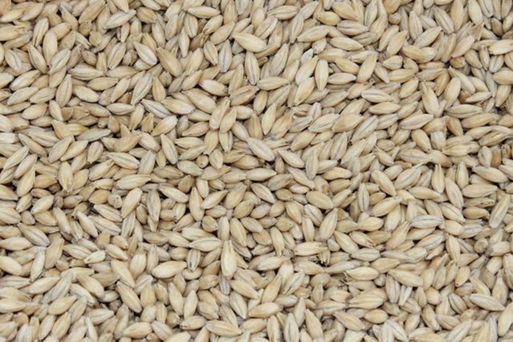 Australian Pilsner Malt