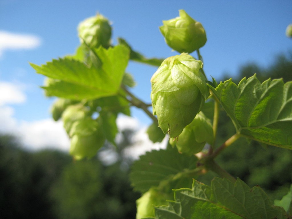 Cascade Hops