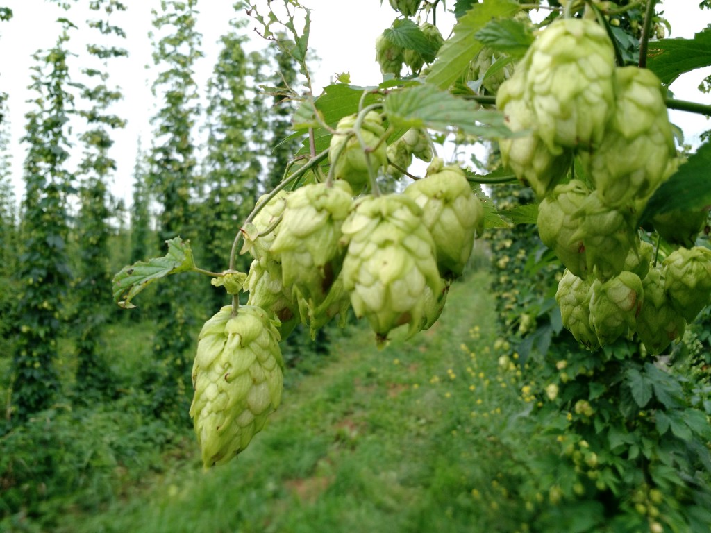 US Centennial Hops