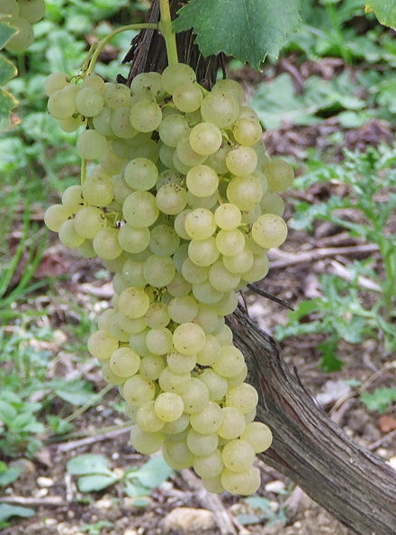 Ugni Blanc