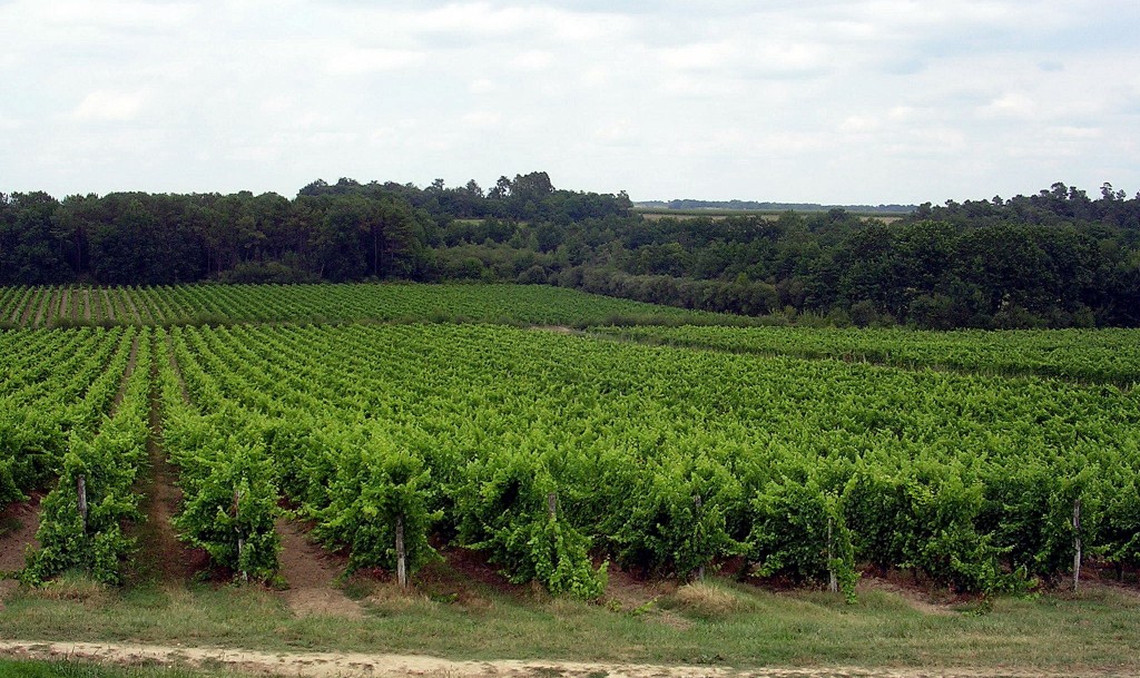 ไร่องุ่นใน Armagnac